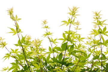 Green leaves. Garden decoration with borders of natural plants isolated on white background