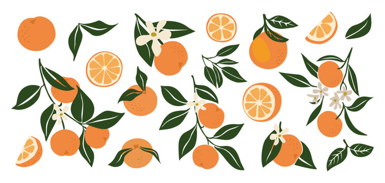 Hand drawn abstract oranges set. Collection of whole and cut tangerines, branches, flowers and leaves vector illustrations isolated on transparent background. Fresh juicy citrus fruit clip art.