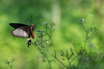 A black butterfly or insects belonging to multiple families