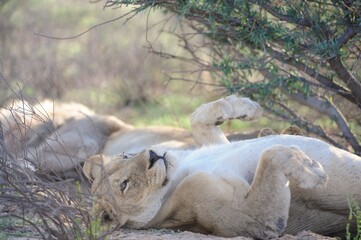 DESERT LIONESS AT REST 