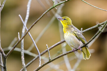 Female Layard's weaver preparing to fly away from a branch. Ploceus cucullatus, Bioparc, Doué la...