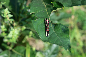 Papilio machaon and the swallowtail is our largest native butterfly