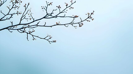 Bare Branch with Buds Against a Pale Blue Misty Sky