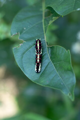 Scorpion on a green leaf Papilio machaon, the Old World swallowtail