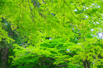 緑のもみじ_山の中