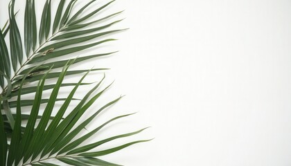 Fototapeta premium Tropical Palm Leaves on White Background for Summer or Vacation Designs