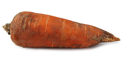 One rotten carrot isolated on white background .