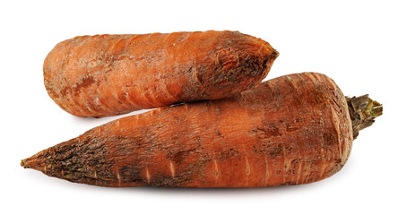 Two rotten carrots isolated on white background. Spoiled food.