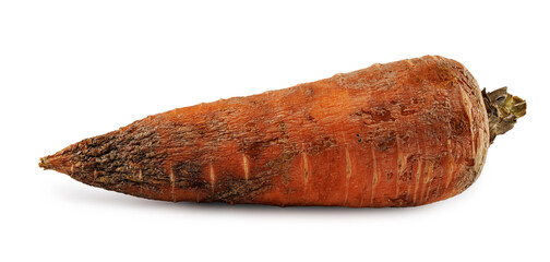 Rotten blackened carrot isolated on white background. Spoiled food.