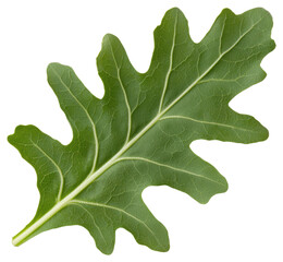Fototapeta premium Single Oak Leaf Lettuce with Visible Veins on Transparent Background Studio Shot