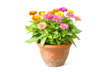 Zinnias in decorative terracotta pot on white background. Concept symbolizing interior design, potted plants, plant care, eco-friendly living. Perfect for home decor, wellness and botanical aesthetics