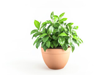 Obraz premium Lush green houseplant in classic terracotta pot on white background. Concept of interior design, potted plants, plant care, eco-friendly living. Perfect for home decor, wellness, botanical aesthetics