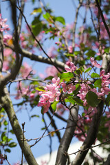 pink cherry blossom in spring