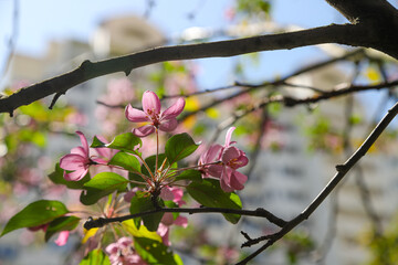 cherry blossom in spring