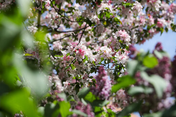 lilac flowers in spring