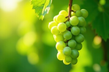 Sunlight Illuminates a Lush Bunch of Green Grapes Hanging from a Vine in a Vibrant Garden