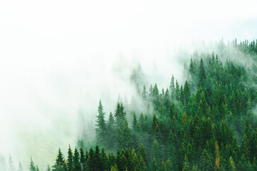 landscape top view fog in the green tone pine, coniferous trees forest on misty morning in the mountain, poster or postcard, foggy heal, wood
