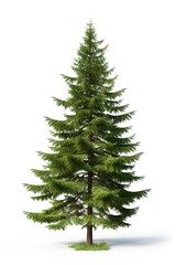 Fototapeta premium Fir tree isolated on white