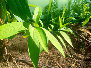 葉っぱ,グリーン,植物,美しい日差し