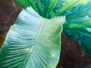 大きな葉っぱ,グリーン,植物,美しい,オリエンタル