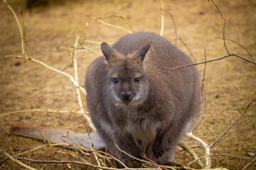 Red-necked wallabys lat. Macropus rufogriseus © Dead Tree World