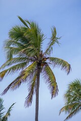Coconut Palm Tree Against Blue Sky