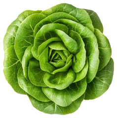 Obraz premium Vibrant Green Romaine Lettuce Head Centered on Transparent Backdrop Top View