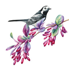 forest bird sits on barberry branch. Branch with berries, purple leaves watercolor white background nature wildlife 