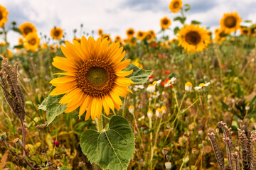 Obraz premium Sunflowers in a bee meadow.