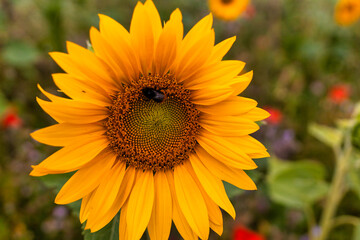Fototapeta premium Sunflowers in a bee meadow.