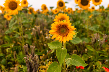Sunflowers in a bee meadow.