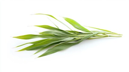Fototapeta premium Fresh Green Leaves Isolated on White Background for Natural Design
