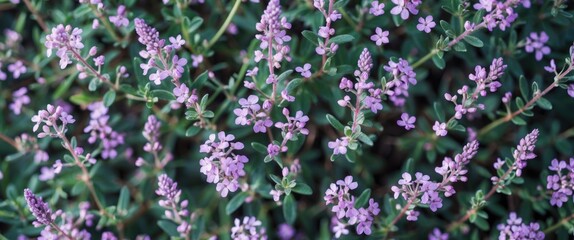 Fototapeta premium Vibrant pink flowering plants with green foliage in natural setting showing multiple blossoms and leaves, Copy Space
