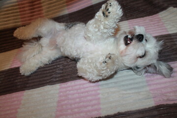 the dog is playing