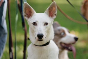 white dog in park on walk with its owner. walking and training of pets during daytime. beautiful white shepherd or Schnauzer on the background of green lawn in a public park. dog friendly, animal care