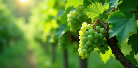 Sunlight Illuminates Lush Green Grapes Hanging from Vine in a Vineyard Setting