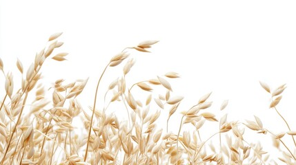 Gentle Breeze Through Tall Golden Oats on a White Background