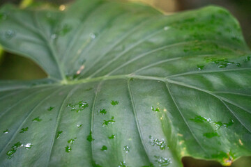 Tropical monstera leaf plant, macro shot photo.