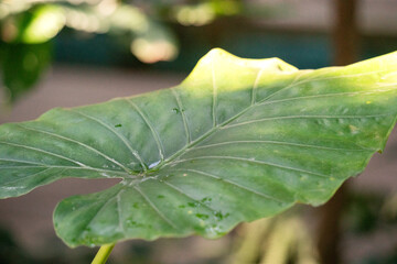 Tropical monstera leaf plant, macro shot photo.