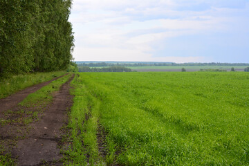 a green grassy field with a road and trees in the rainy day