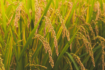Autumnal golden ears of rice plant 