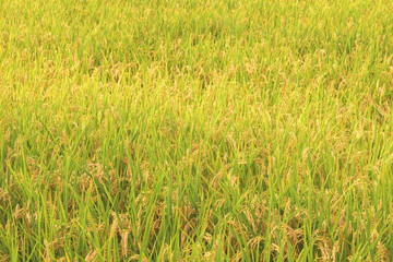 Rice fields in autumn, a bountiful harvest of ears of rice, a scene just before harvest
