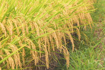 Autumnal golden ears of rice plant 