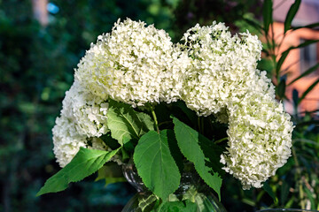 Beautiful bouquet of White hydrangea paniculata