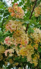 Flowers yellow tree in summer