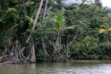 Exploring the lush banks of Indian River in Dominica during a tranquil afternoon