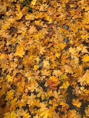 yellow autumn leaves on the ground