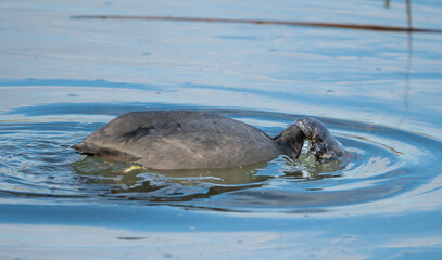 Obraz premium Red-knobbed coot submerging its head in a calm lake while diving for food