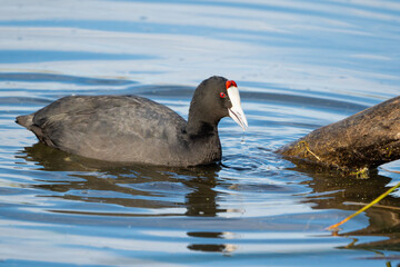 Red-knobbed coot emerging from water near a floating log with a droplet on its beak