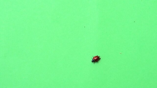 ladybug moving on green screen slow motion